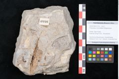 Foto (Objekt + Etikett) von Podocarpus hochstetteri Ettingshausen (NHMW-GEO-2024-0188-10116)